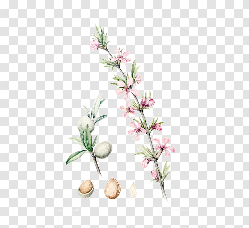 Flower Plant Branch Plant Stem Bud Transparent PNG