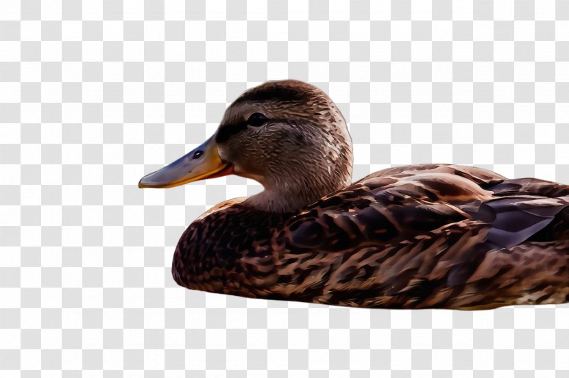 Bird Duck Ducks, Geese And Swans Water Mallard - Waterfowl - Hunting Decoy American Black Transparent PNG
