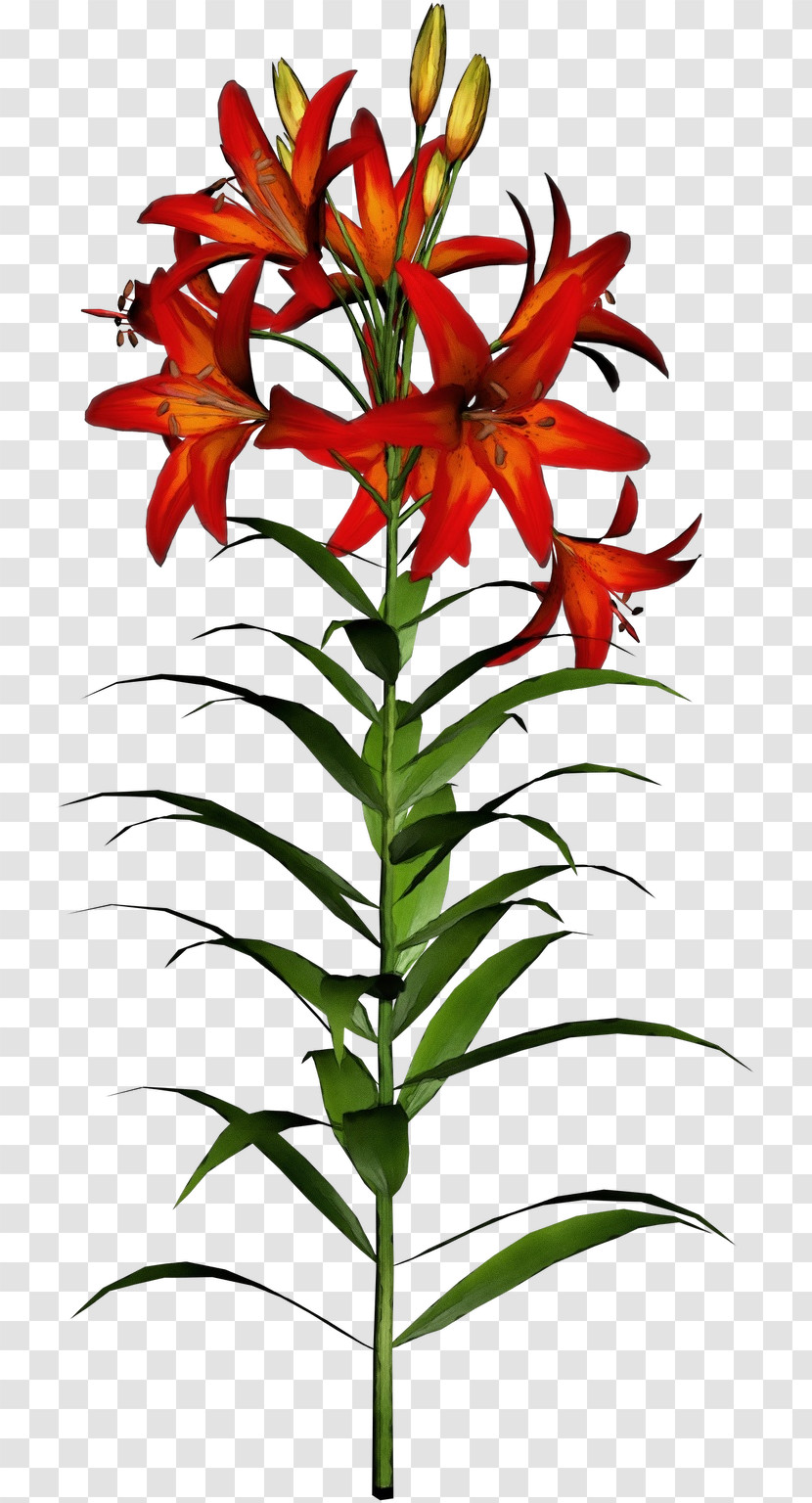 Flower Plant Terrestrial Plant Pedicel Lily Transparent PNG