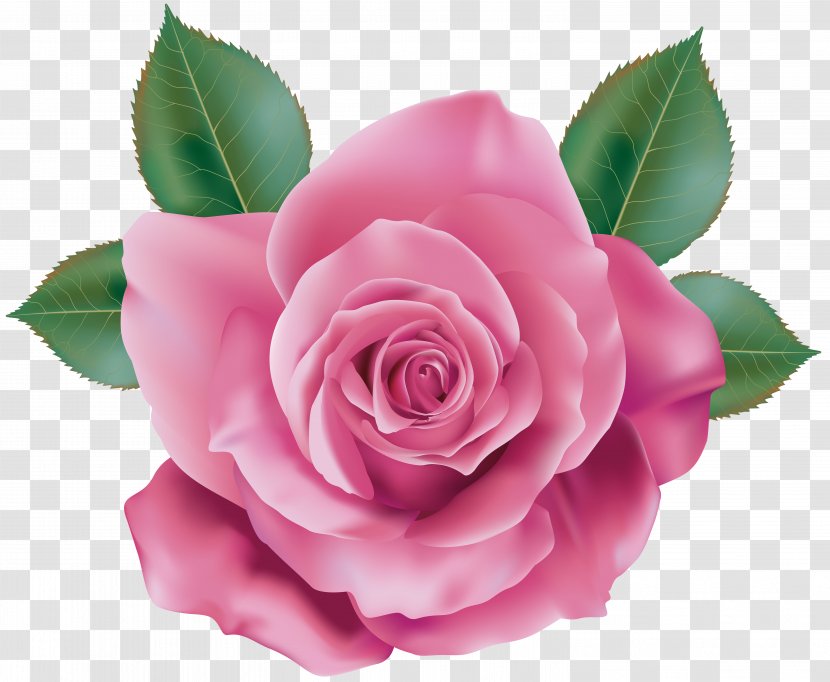 Rose Pink Clip Art - Royaltyfree Transparent PNG