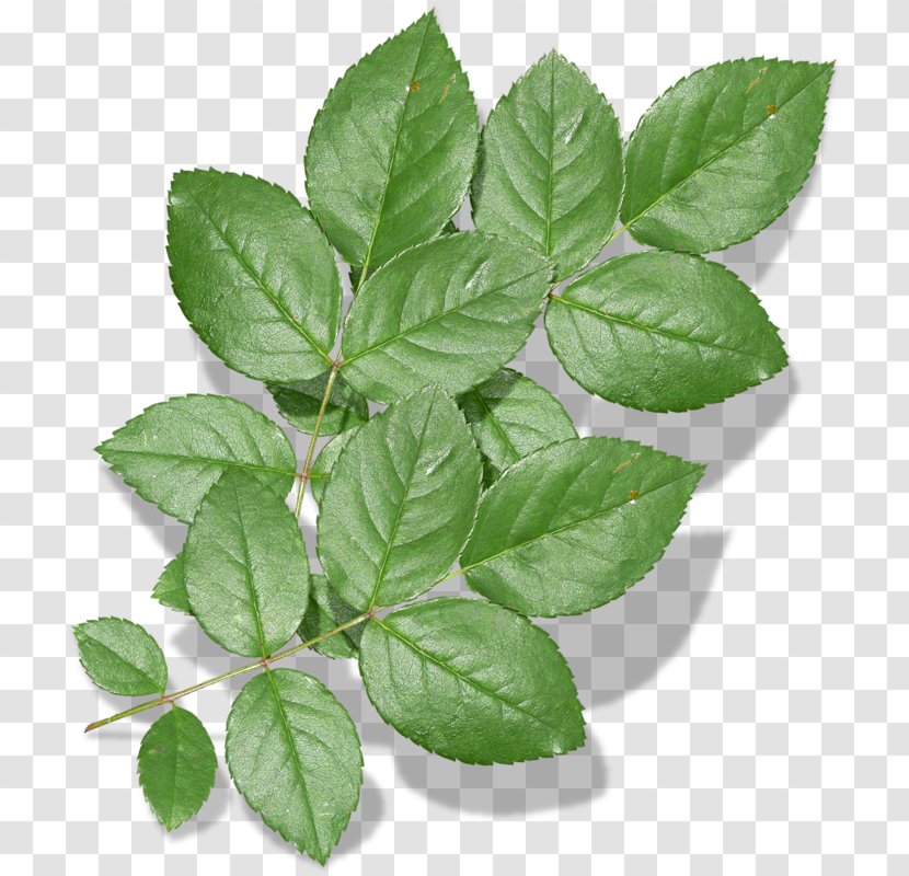 Herbalism Leaf Tree - Herb Transparent PNG