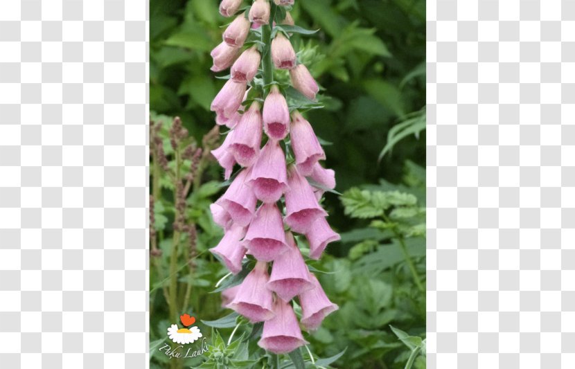 Bellflower Foxgloves - Flower Transparent PNG