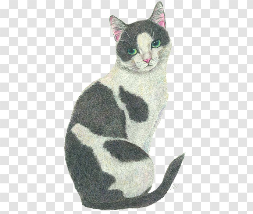 American Shorthair Kitten European Wirehair Drawing - Fur - Cat Shop Transparent PNG