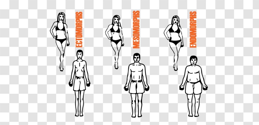 Human Body Somatotype And Constitutional Psychology Eating Female Shape Muscle - Cartoon - Woman Transparent PNG