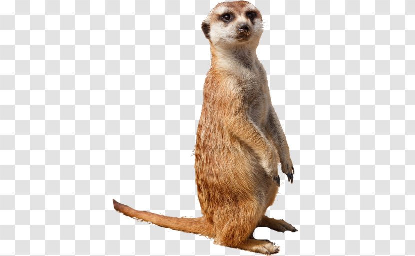 Compare The Meerkat Kalahari Desert Animal Smiley - Carnivoran Transparent PNG