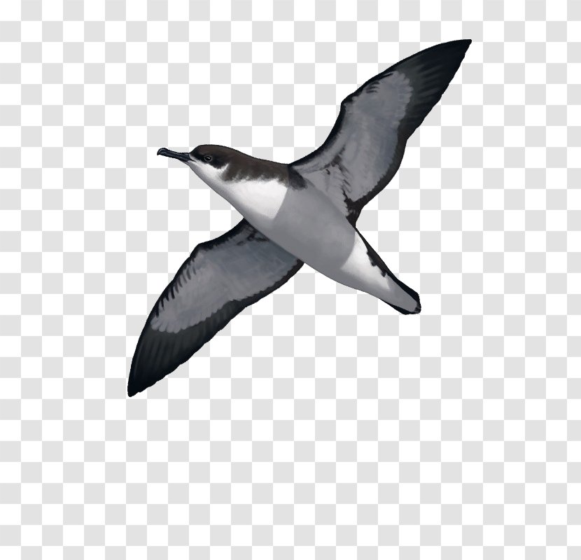 Seabird Manx Shearwater Water Bird Great-winged Petrel - Beak Transparent PNG