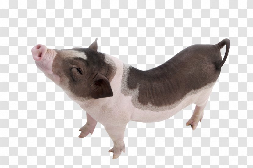 Vietnamese Pot-bellied Domestic Pig Dog - Snout - Funny Transparent PNG