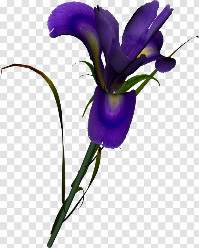 Cut Flowers Irises Lilac Garden Roses Transparent PNG