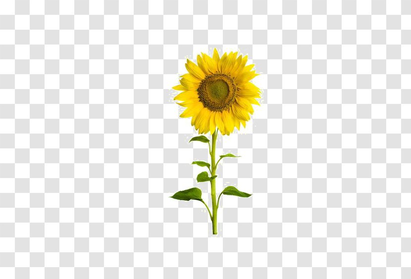 Common Sunflower Seed Stock Photography - Drawing - Free Deduction Transparent PNG