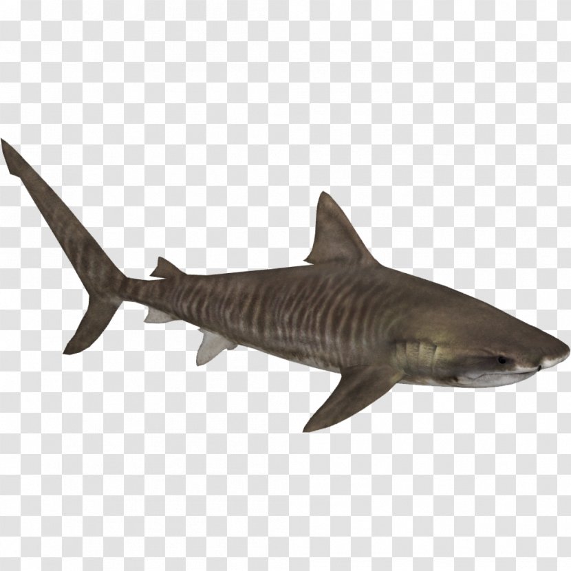 Zoo Tycoon 2 Tiger Shark Bull Transparent PNG