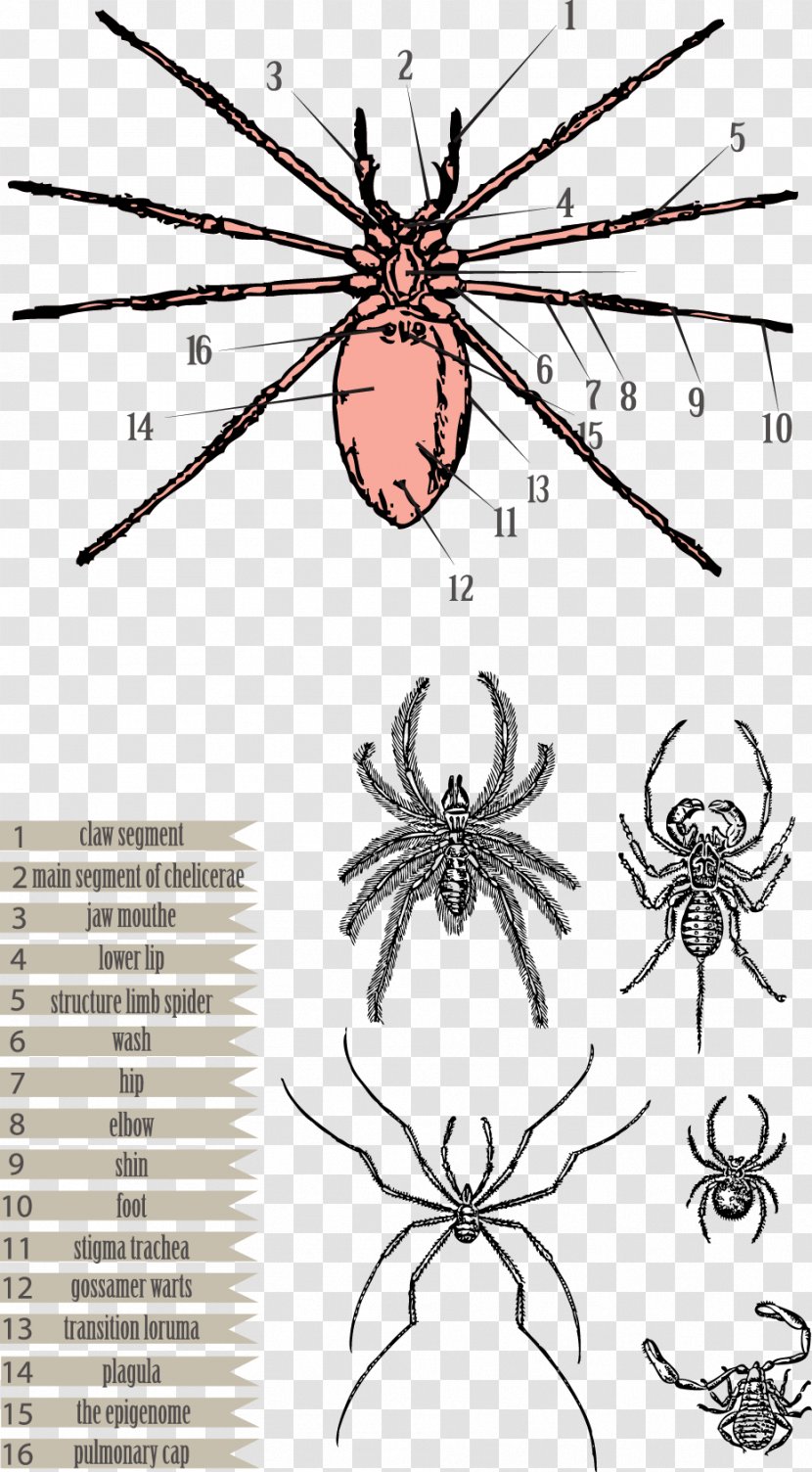 Spider Euclidean Vector Clip Art - Redback Transparent PNG