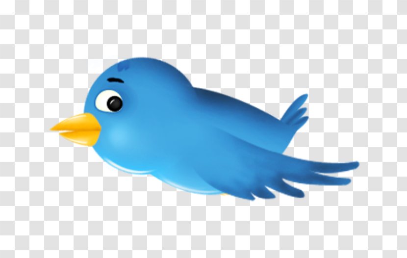 Bird Social Media - Feather - Cartoon Transparent PNG