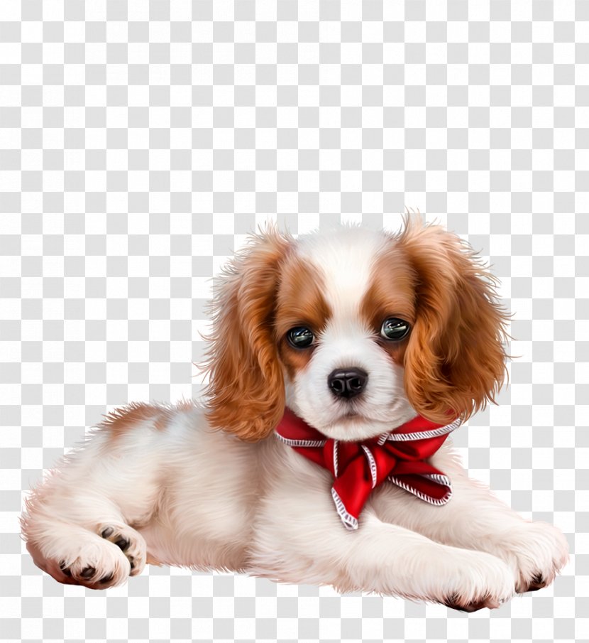 Puppy Chien De Franche-comté Yorkshire Terrier Pet Animal Transparent PNG
