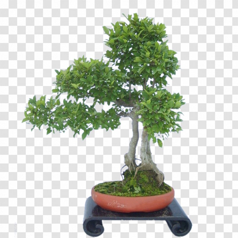 Sageretia Theezans Flowerpot Tree - Evergreen Transparent PNG