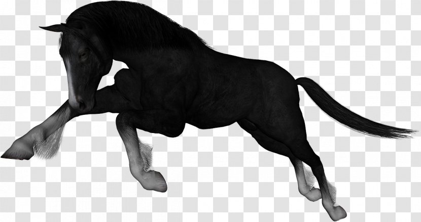 Rein Mustang Stallion Clip Art - Fur Transparent PNG
