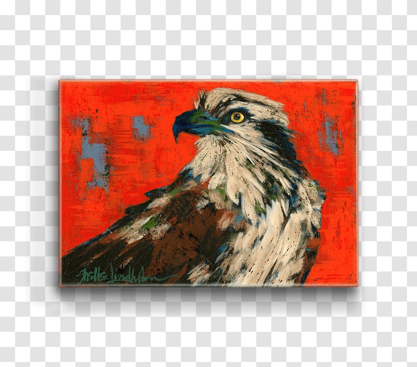 Bald Eagle Hawk Art Bird - Of Prey Transparent PNG