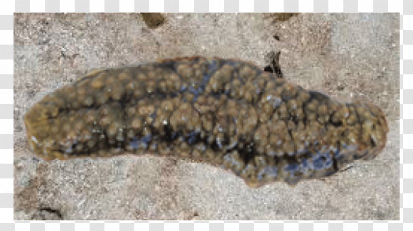 Sea Cucumber As Food Gamat Stichopus Horrens Deep Fish - Transparent Creatures - Patch Transparent PNG