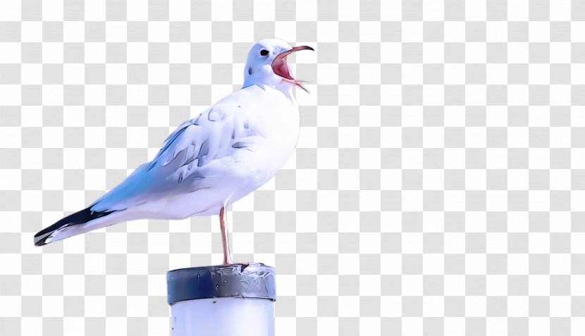 Bird Beak Seabird Lari Gull Transparent PNG