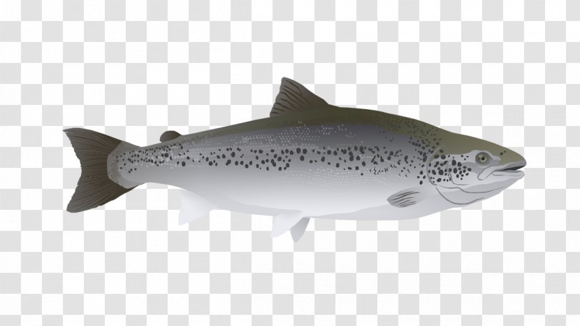 Salmon Research Trout Squaliform Sharks Marine Biology - Atlantic Transparent PNG