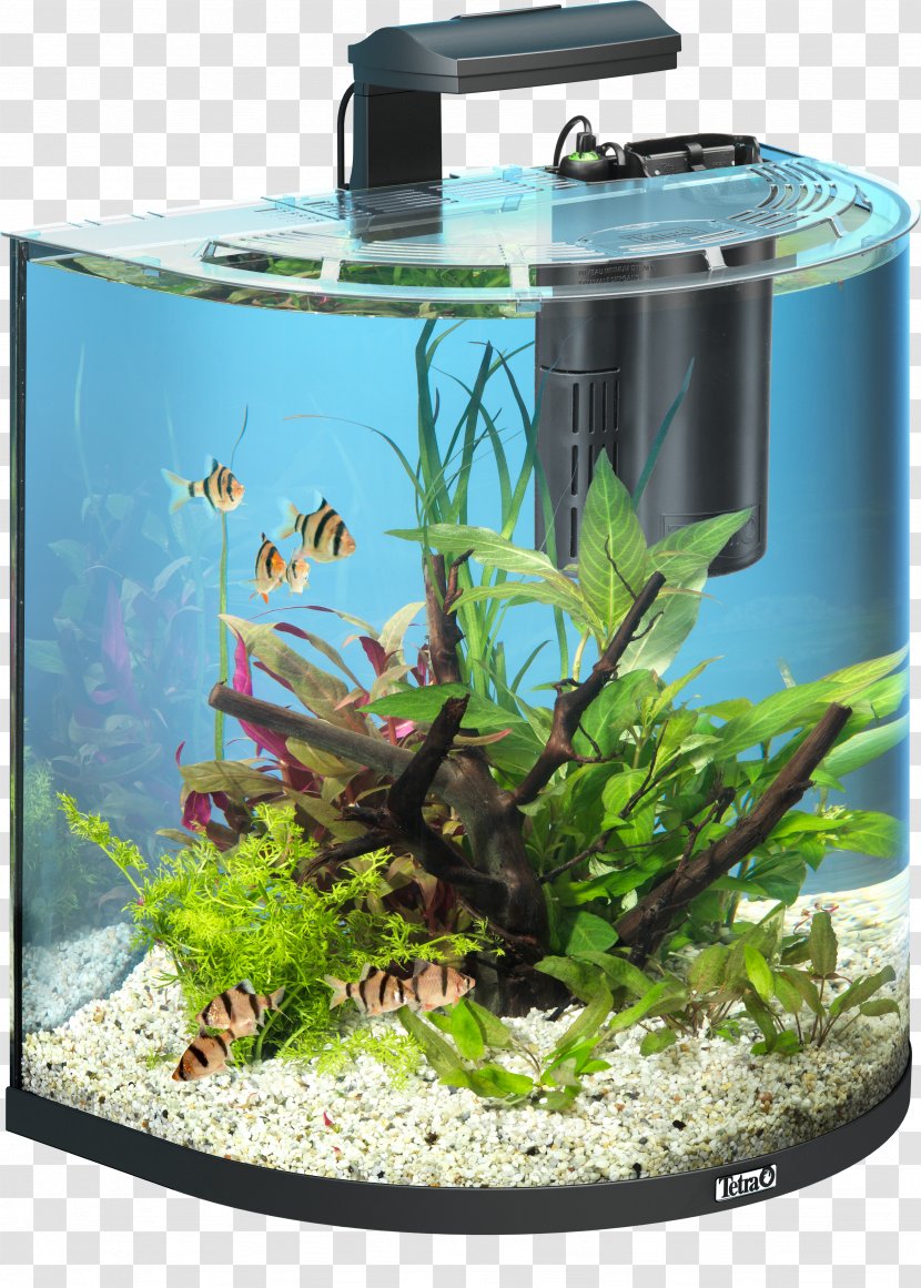 Goldfish Tetra Aquarium Pet Shop - Fish Transparent PNG