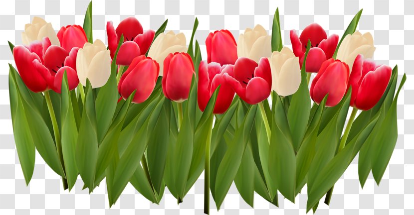 Stock Illustration Royalty-free - Floral Design - Hand-painted Tulip Transparent PNG