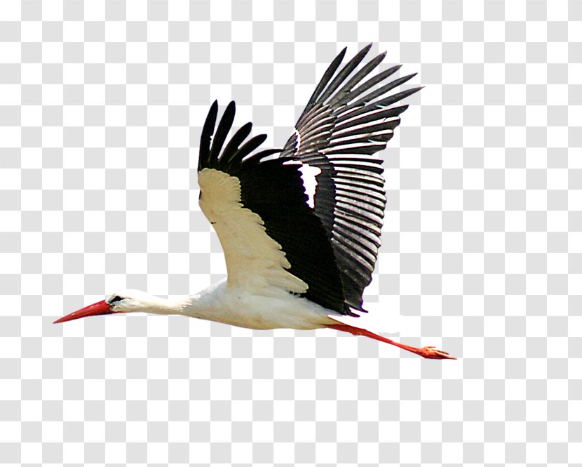 White Stork Crane Clip Art - Tiff Transparent PNG