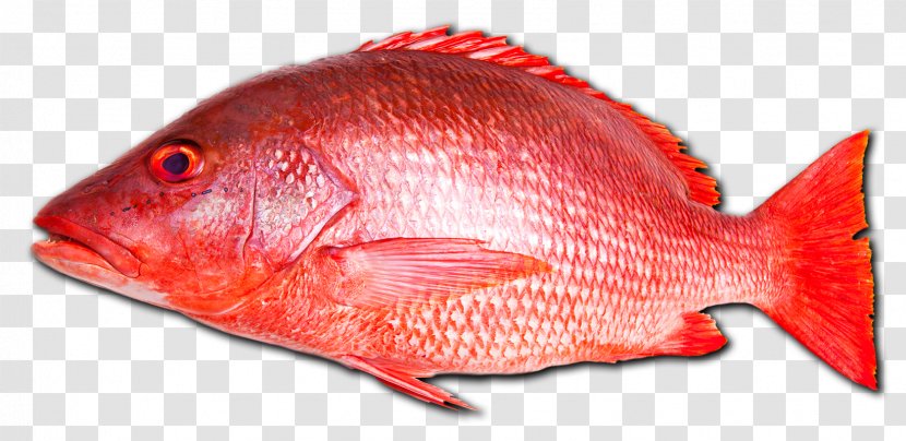 Northern Red Snapper Fish Seafood Vermilion - Organism - Fishing Transparent PNG