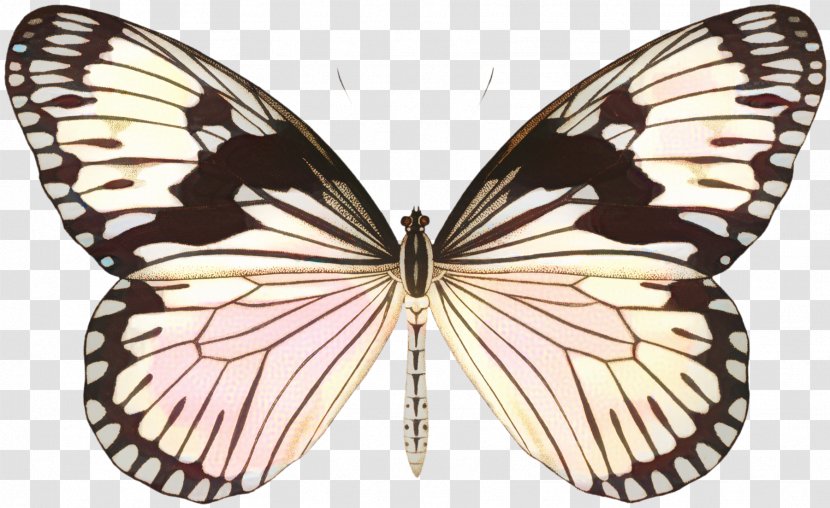Watercolor Butterfly Background - Wing - Lycaenid Melanargia Galathea Transparent PNG