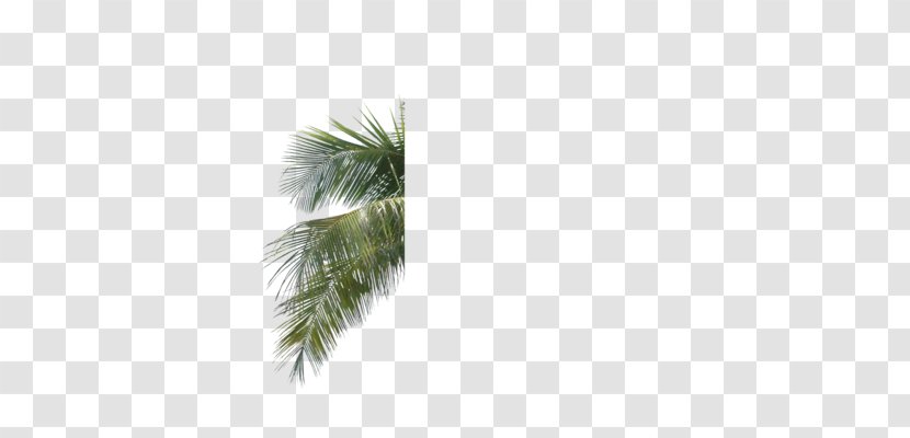 Arecaceae Palm Branch Leaf Tree Areca - Pine Transparent PNG