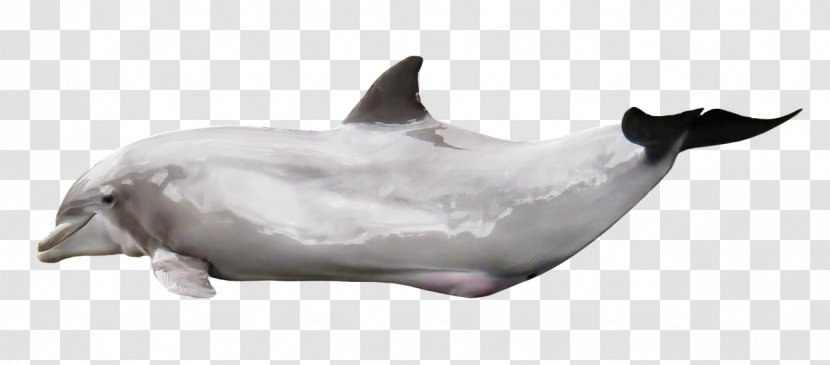 Tucuxi Common Bottlenose Dolphin Porpoise Marine Mammal Transparent PNG