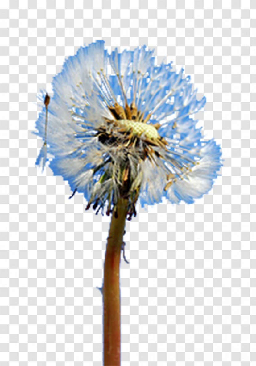 Dandelion Creativity - Blue - Floating Picture Material Transparent PNG