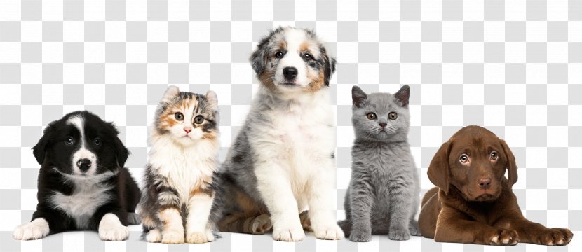 Cat Dog Puppy Kitten Pet Transparent PNG
