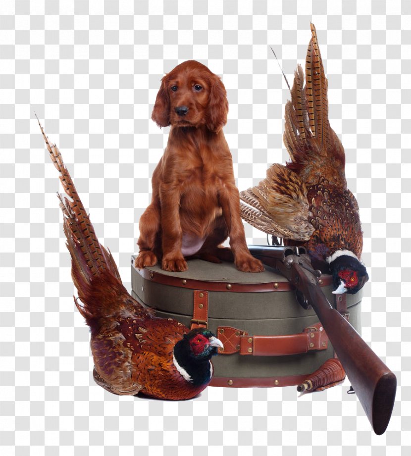 Irish Setter Gordon Red And White Puppy - Dog - Pheasant On A Leather Suitcase Transparent PNG