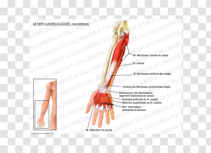 Ulnar Nerve Flexor Carpi Ulnaris Muscle - Heart - Arm Transparent PNG