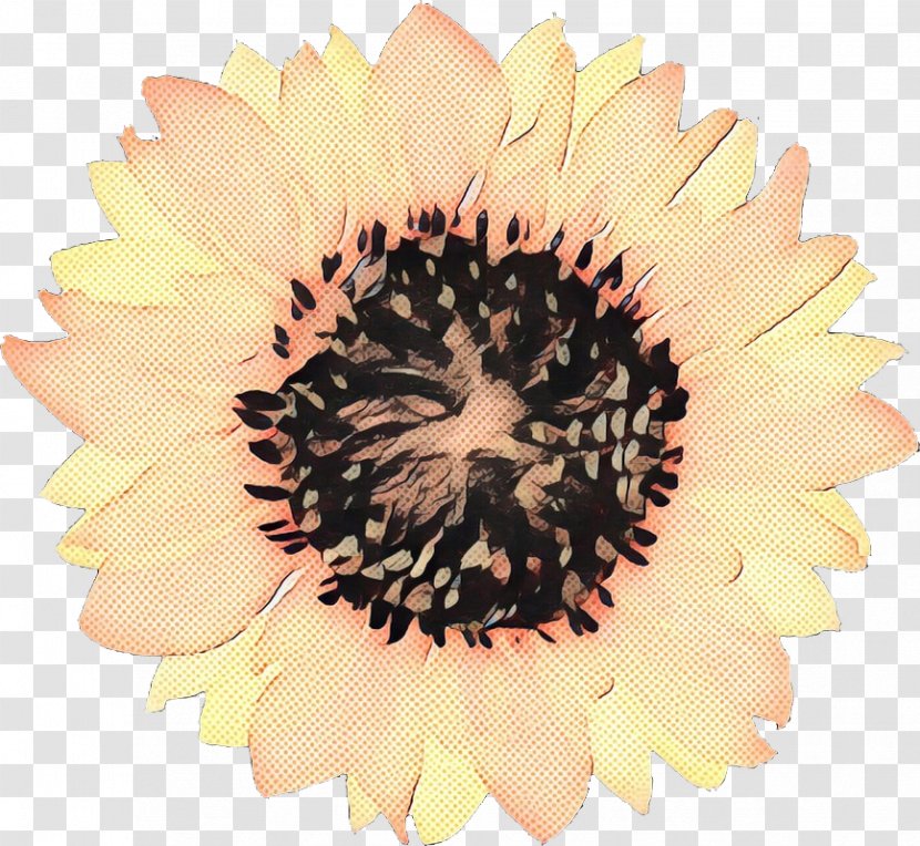 Beige Flower - Wildflower - Sunflower Seed Transparent PNG
