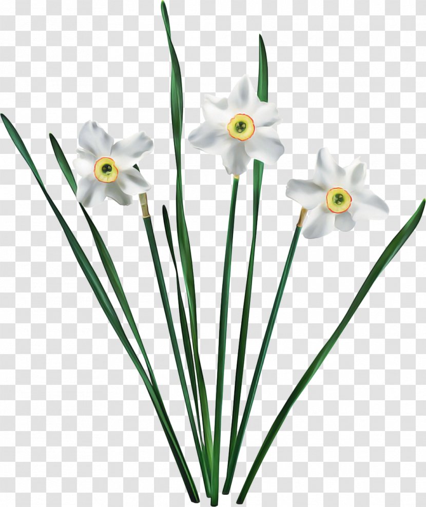 Lily Flower Cartoon - Bunchflowered Daffodil - Plant Stem Amaryllis Family Transparent PNG