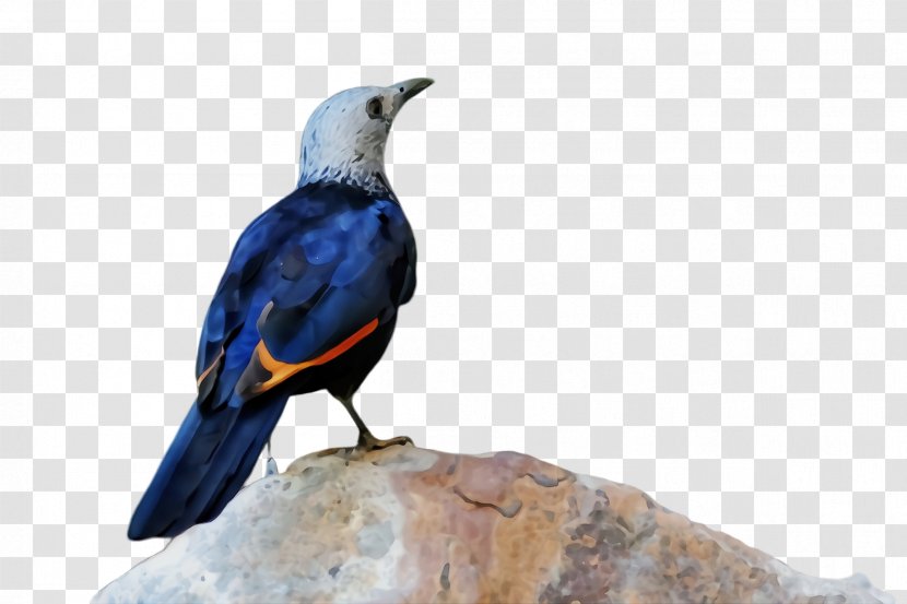 Bird Beak Perching Starling Transparent PNG
