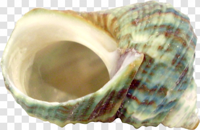 Photography Montage Film Editing MER Primary Care Conferences Eye - Seashell - Conch Pattern Transparent PNG