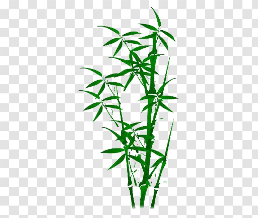Bamboo Plant Illustration - Green Transparent PNG