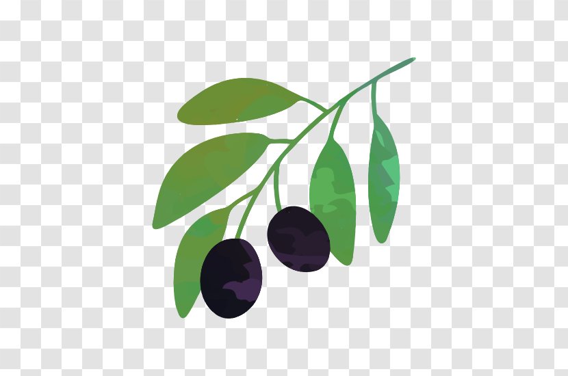 Vector Graphics Stock Illustration Drawing Olive - Leaf - Black Cherry Transparent PNG