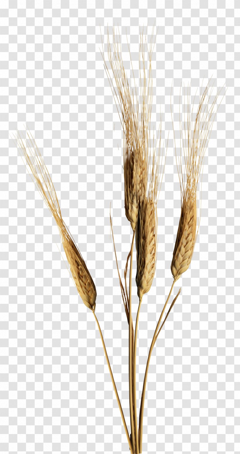 Emmer Einkorn Wheat Common Fast Food - Grain Transparent PNG