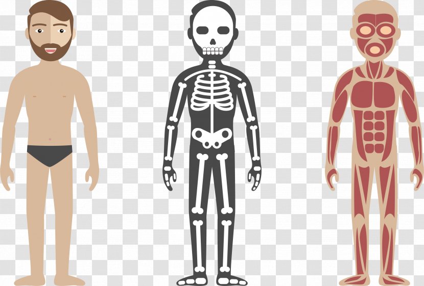 Human Body Circulatory System Anatomy Illustration - Watercolor - Health Check Transparent PNG