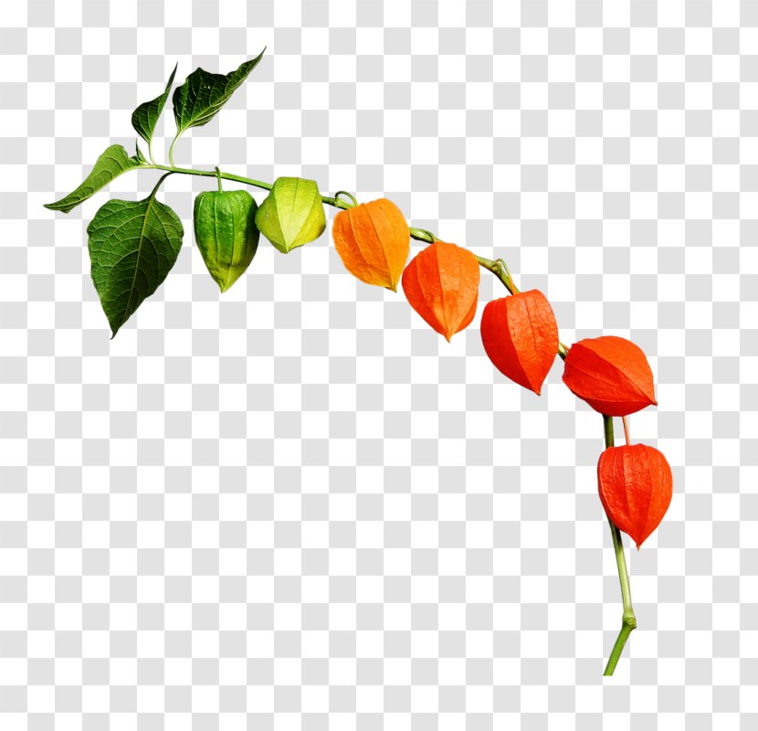 Chinese Lantern Autumn Leaf - Bell Peppers And Chili Transparent PNG