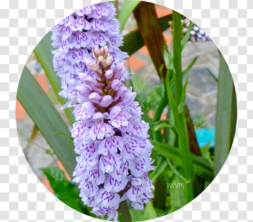 Hyacinth Southern Marsh-orchid Lilac Annual Plant Marsh Orchids Transparent PNG