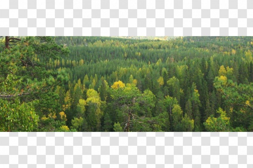 Tropical And Subtropical Coniferous Forests Vegetation Moist Broadleaf Temperate Forest - Nature Reserve Transparent PNG
