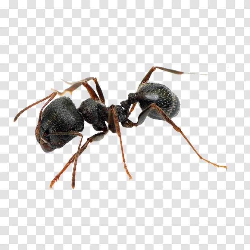 Pavement Ant Pest Control Black Garden Cockroach - Fire Transparent PNG