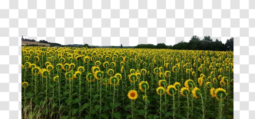 Farm Grasses Sunflower Seed Commodity Landscape - Plant - Flowers Transparent PNG