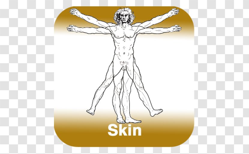 Vitruvian Man The Creation Of Adam Paper Mural - Cartoon - Anatomy Skin Transparent PNG