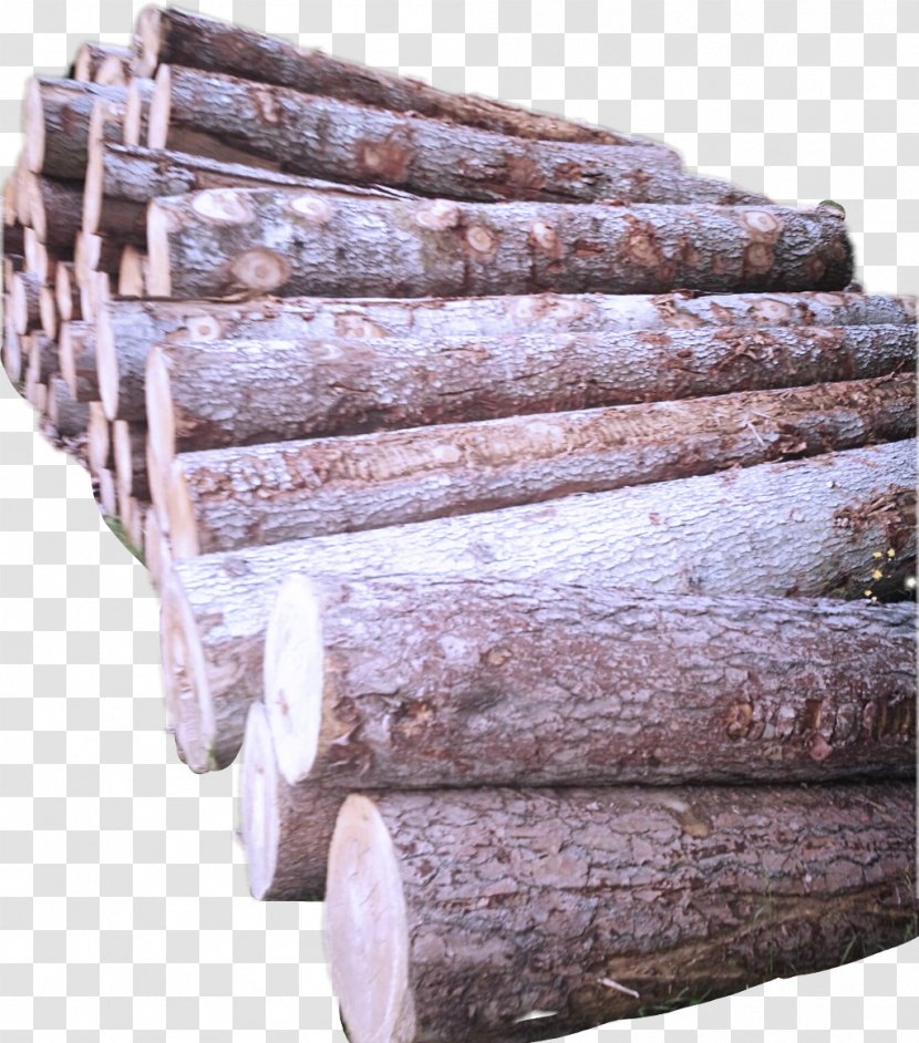 Wood Brown Tree Hardwood Beige - Rock - Furniture Transparent PNG