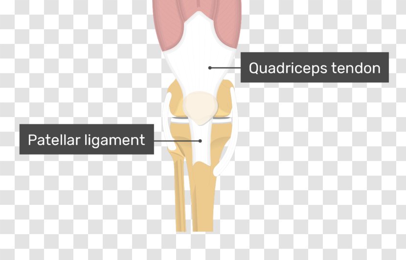 Shoulder Patellar Ligament Knee Quadriceps Femoris Muscle - Heart - Tendinitis Transparent PNG